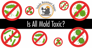 is all mold toxic