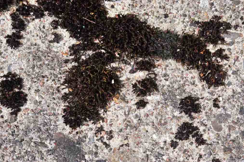 Powderpost Beetle damage