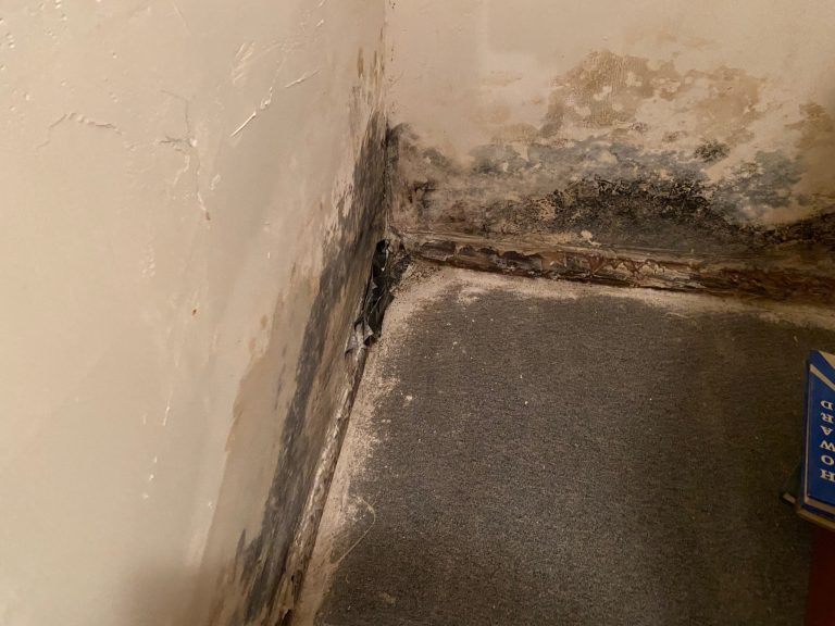 Corner of a room with peeling paint and black mold on the walls, a sign of water damage. A piece of blue furniture is partially visible on a gray carpet.