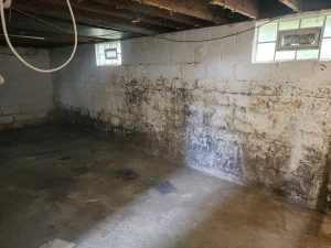 Dank basement with moldy, stained brick walls and bare concrete floor. Dimly lit by small windows, the space feels neglected and unkempt.